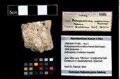 Foto (Objekt + Etikett) von Protosphaeroma ernstbrunnense (Bachmayer, 1949)  (NHMW-GEO-1990-0041-10185)